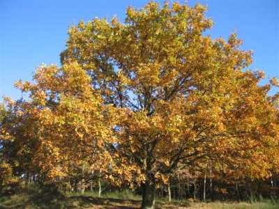 Herbstlaub